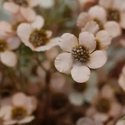 Artificial Autumn Inspired Silk Plum Blossom Flowers
