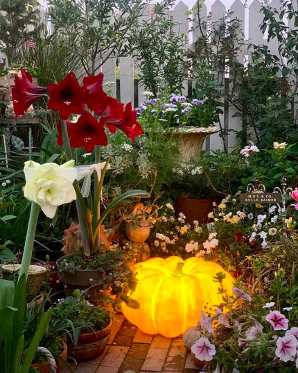 Autumn Outdoor Garden Pumpkin Lighting - Thanksgiving Edition